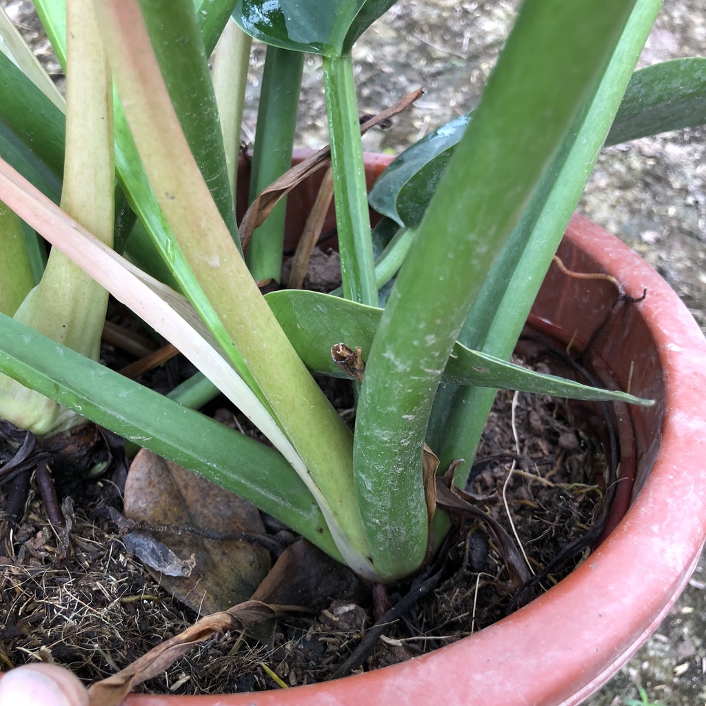 Trầu bà - cây trầu bà Đế Vương Xanh cao 50cm ba thân to khỏe lá mập mạp xanh mướt thanh lọc không khí