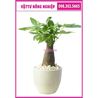 Chậu cây kim ngân để bàn ( chậu sứ)