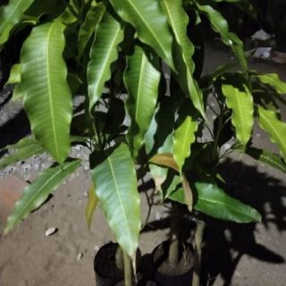 Xoài cát Hòa Lộc  49k / cây