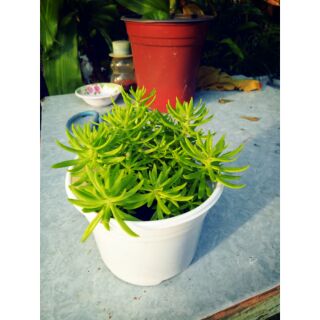 Chậu sen đá sedum như hình