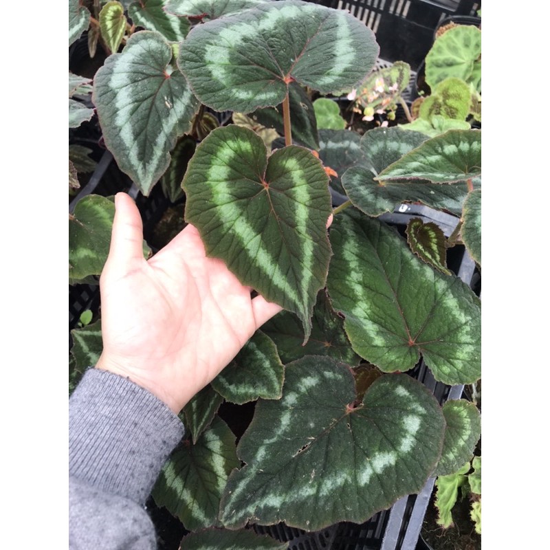 Thu hải đường - Begonia mắt nai, cây khoẻ, dễ sống, phát triển tốt