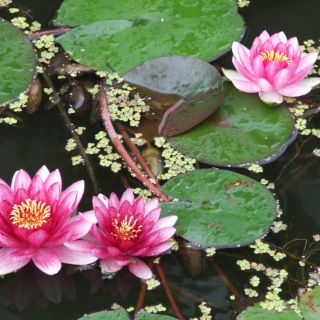Củ hoa súng thái mini