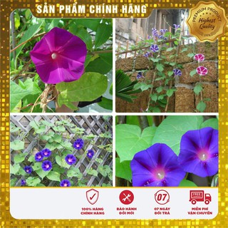 Bộ gói hạt giống Bìm (hoa bìm bìm)