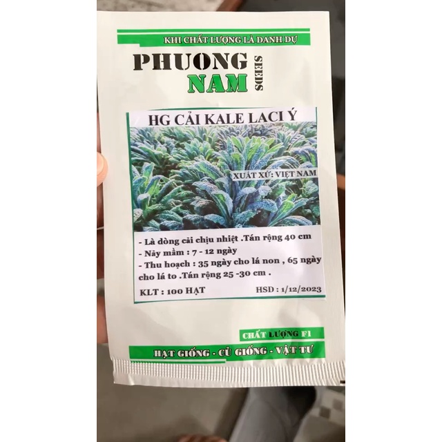 Hạt giống Cải Xoăn Kale Laci Ý gói 100 hạt ( kale khủng long)