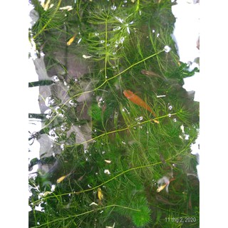 Rong đuôi chồn - Cây thủy sinh (1 bó 10 nhánh)