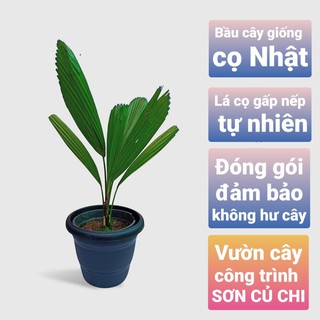 [Licuala grandis] Cây cọ nhật, kè nhật, size để bàn, cao từ 30cm tới 60cm, lá kiểng đẹp, lọc không khí, vùng nhiệt đới
