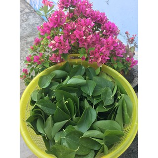 100gr Lá Sương Sương Sâm Nhà Long An trồng