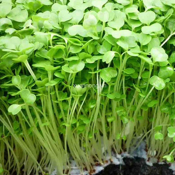 [Mới] - Hạt giống rau mầm đậu hà lan chất lượng cao - Tặng kích mầm & Tài liệu hướng dẫn gieo trồng