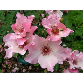 hoa hồng cánh đơn- giống mới