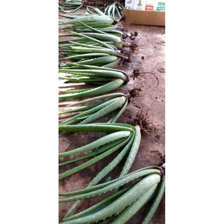 combo 10 cây nha đam giống nha đam mỹ