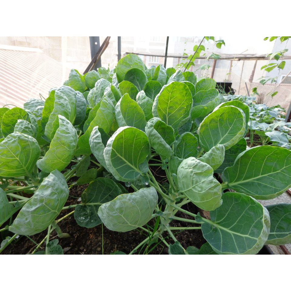 Hạt Giống Cải Rổ Phú Nông 10gram