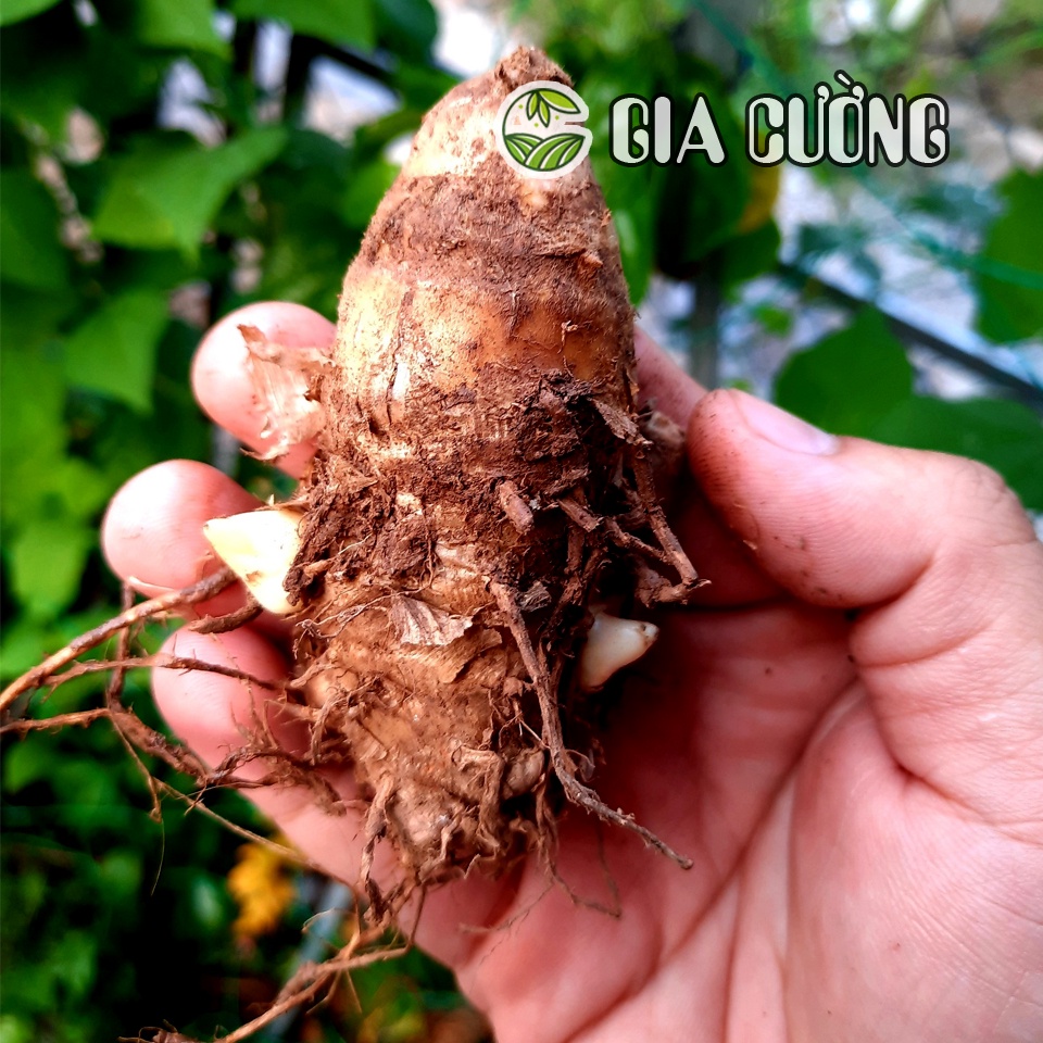 1 Kg GỐC CỦ LÙN giống Miền Tây lên mầm đảm bảo sống