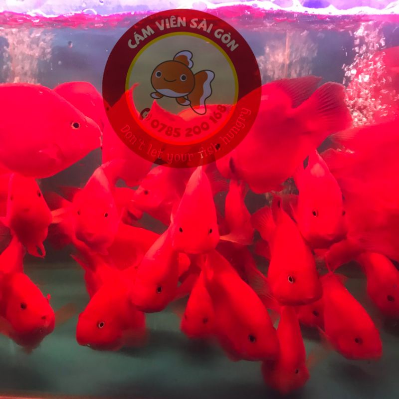 Cám cá két, cá vàng, red parrot Biozym bịch lẻ net 500gram