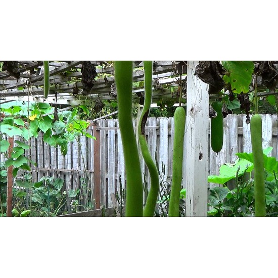5 Hạt giống Bầu quả dài 2m tặng kèm kích mầm