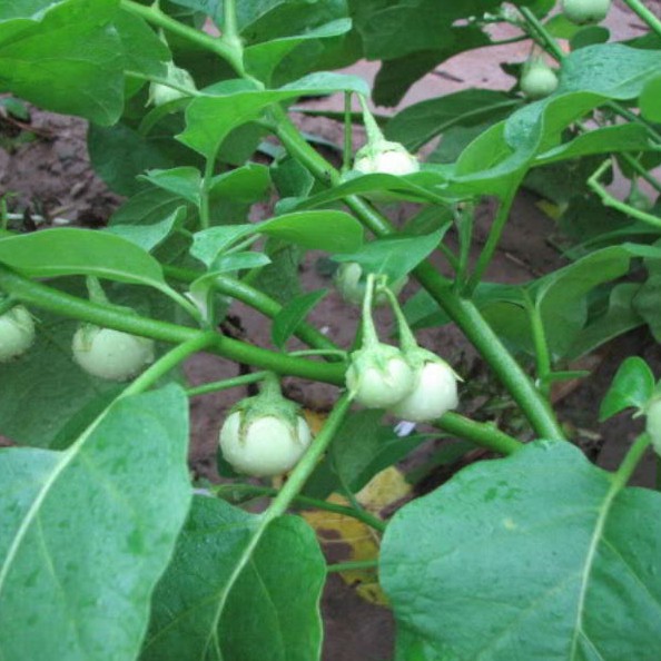 20 HẠT GIỐNG CÀ PHÁO TRẮNG