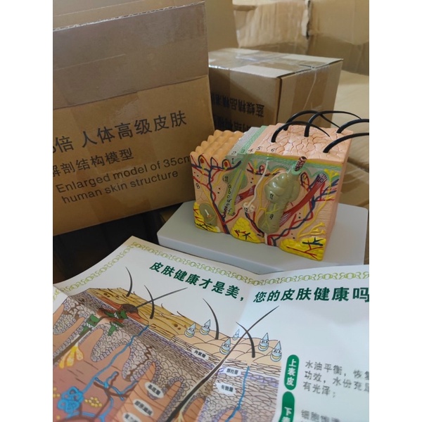 Mô hình giải phẫu da người loại 35:1