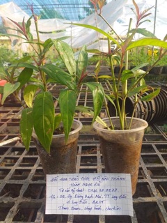 Cây giống Hoàn Ngọc Đỏ trị viêm đại tràng, loát dạ dày tá tràng, bảo vệ gan, ổn định huyết áp