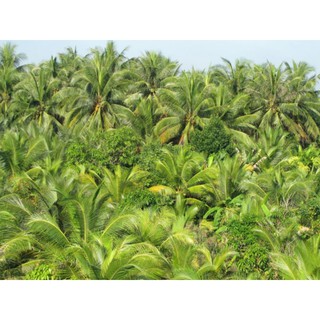 CỦ HỦ DỪA ORGANIC