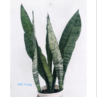 Cây lưỡi hổ cao sọc xanh