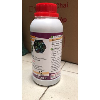 Bung đọt ra rể chuyên mai vàng