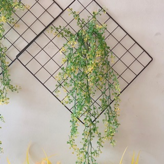 Khung dây leo rong biển