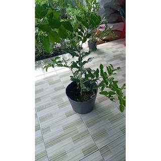 Cây chúc lớn