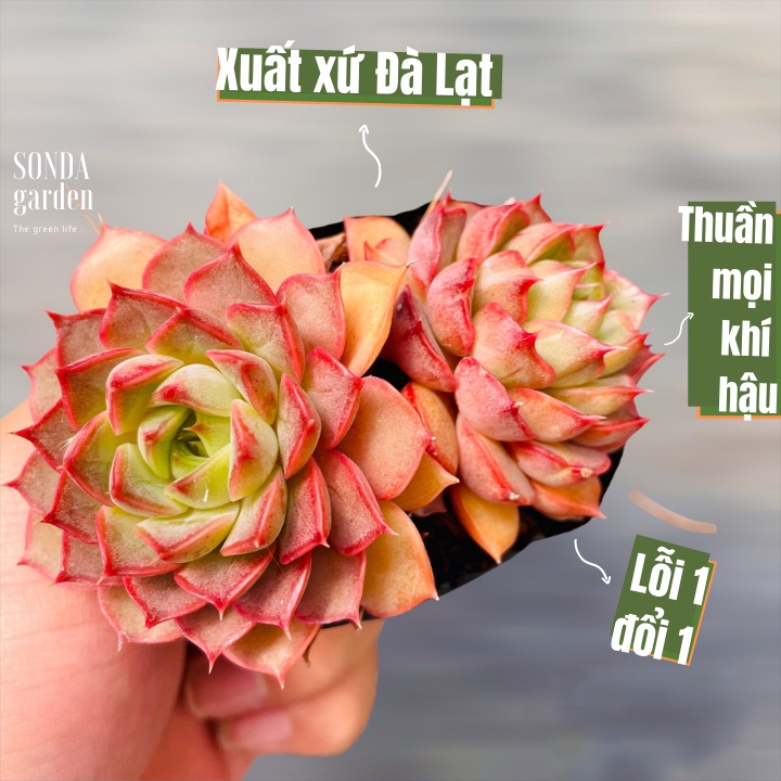 Sen đá hoa hồng đỏ SONDA GARDEN ép màu full nắng mưa size bé 5-8cm, cây cảnh trang trí nhà cửa, lỗi 1 đổi 1