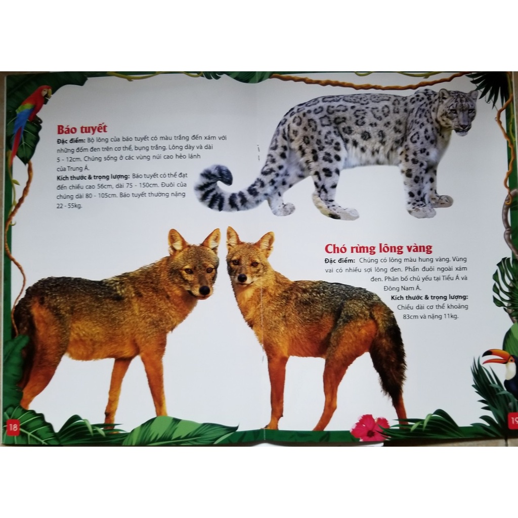 Sách- Khám Phá Động Vật 5 Châu- Châu Á