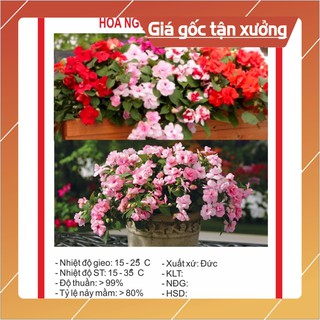 Hạt Giống Hoa Ngọc Thảo Kép Mix (Mai Địa Thảo) 20 Hạt Hạt giống