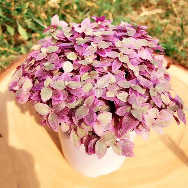 SEN ĐÁ PINK LADY / THÀI LÀI TÍM 10-12CM