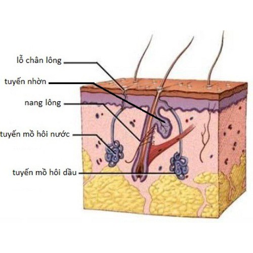 XỊT NGĂN MỒ HÔI TAY CHÂN MỒ HÔI NÁCH NỘI ĐỊA 20ML - mẫu mới hàng có sẵn