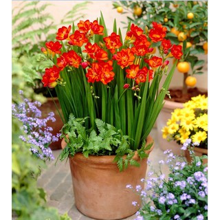 Củ giống hoa lan nam phi hoa màu đỏ ( 1 củ kèm viên nén xơ dừa ươm củ ) - STHG2