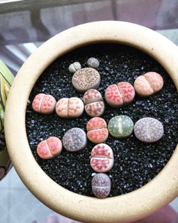 Lithop Thạch Lan (sỉ 7k)
