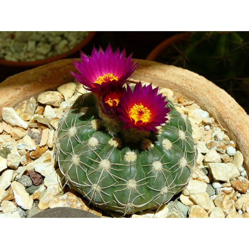 Siêu sale 50%- Xương rồng Notocatus sai hoa chậu 5cm