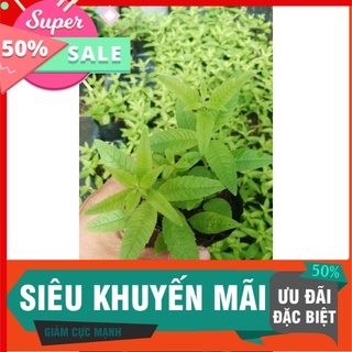 Bạc hà xả chanh pháp cây giống 8x8, cực thơm, dễ trồng