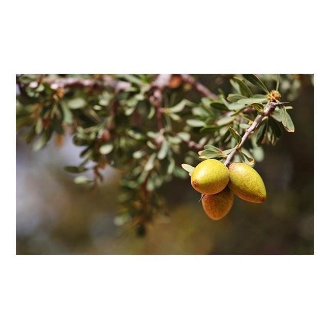 TONYMOLY Kem Massage Năng Lượng Floria Nutra 200Ml