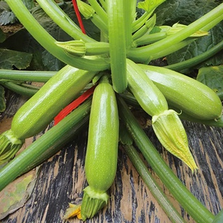 Hạt giống Bí ngòi vô hạn  xanh non F1_ Nảy 99%, trái to