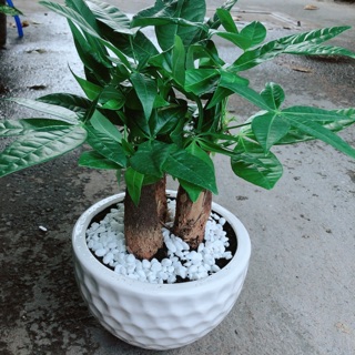 Chậu kim ngân 3 thân