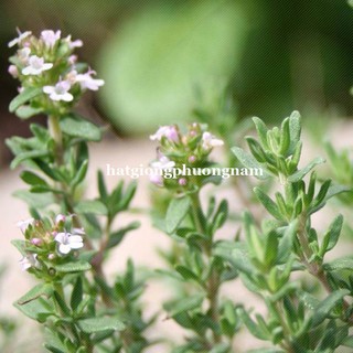HẠT GIỐNG CỎ XẠ HƯƠNG THYME