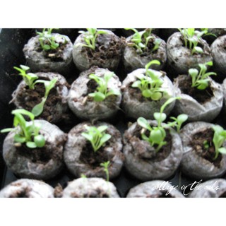 Sale rẻ Bộ 50/100 viên nén ươm hạt xơ dừa hữu cơ trồng rau, dâu tây, thủy canh (loại lớn cao 60mm) bao chất lượng.