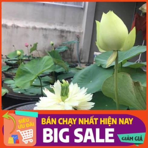 [Chất lượng cao] [Hàng chuẩn] [Free ship] SEN CUNG ĐÌNH (SEN BÁCH HỢP) - gói 10 hạt 2 màu