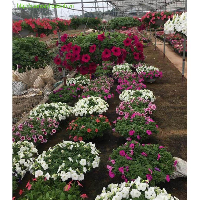 Hạt giống hoa dạ yến thảo rủ petunia mix nhiều màu sắc ( gói 50gram , 200gram ,200gram)