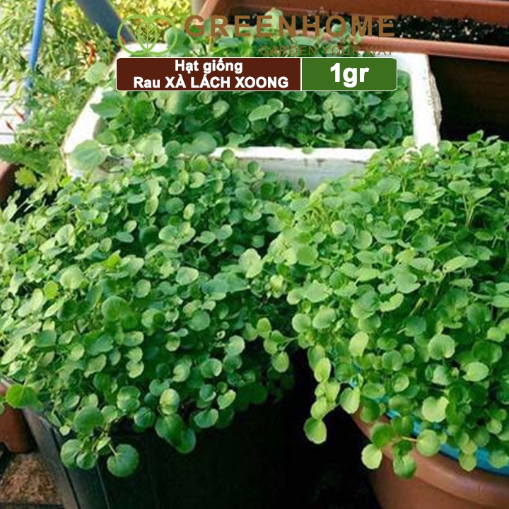 Hạt giống rau Xà lách Xoong ,gói 1g ,dễ trồng, thu hoạch nhanh R01|Greenhome