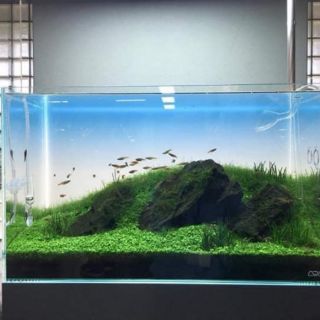 Tranh 3D dán bể cá