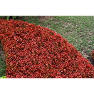Cây Kỉ Đỏ - Cây cảnh mini để bàn
