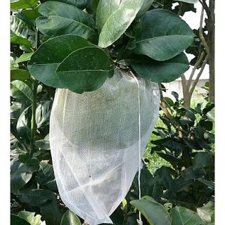 Túi bao trái bưởi - túi bao bưởi 30x35