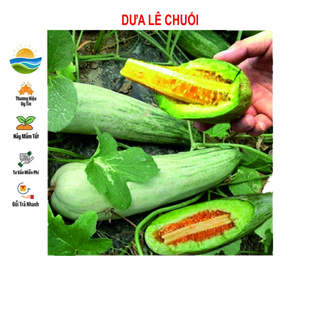 Hạt giống dưa lê chuối 20 hạt