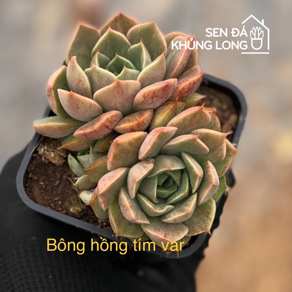 Sen Đá Bông Hồng Tím Var sọc - Echeveria 'latte rose' Variegated