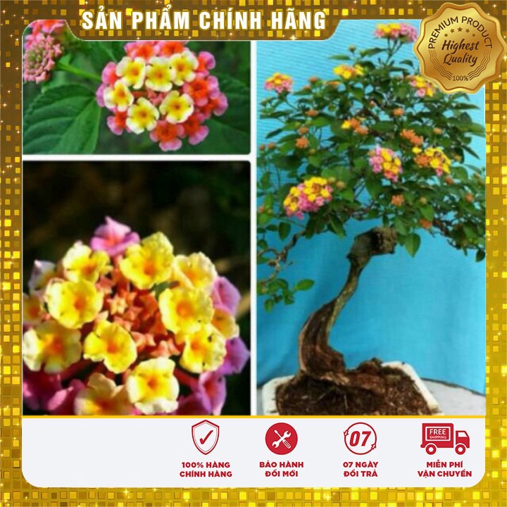 Hạt Giống Hoa Ngũ Sắc thân gỗ nhiều mầu trồng bonsai, cây công trình