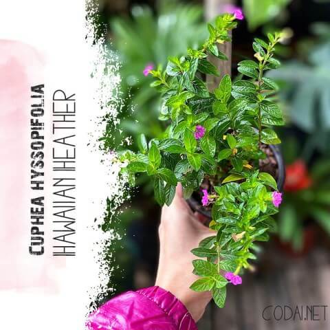 Cây Cuphea hyssopifolia Hawaiian Heather (Thạch Nam Hawaii) chậu nhựa 8cm